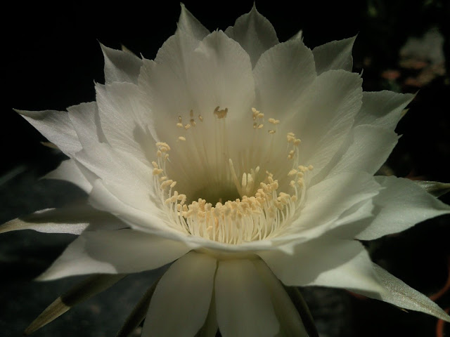 Foto-0001.jpg
