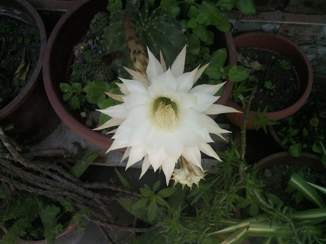 Foto-0001.jpg