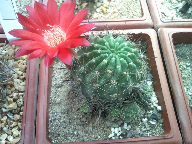 Foto-0001.jpg