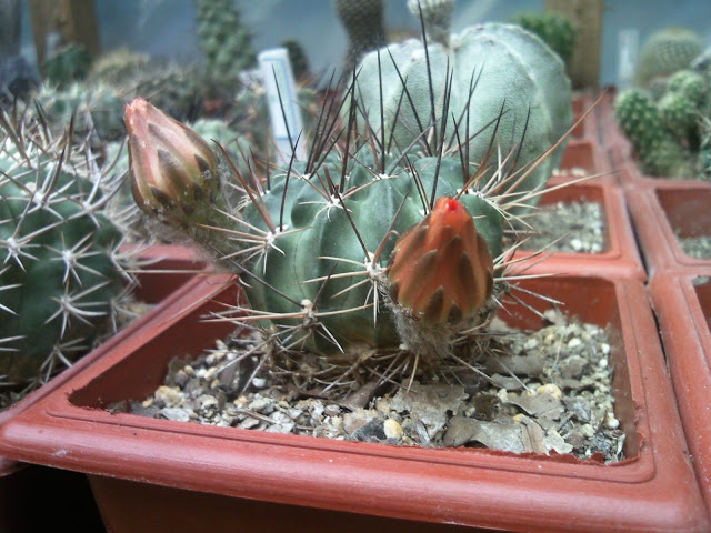 Foto-0001.jpg