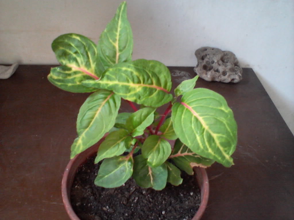 Foto-0001.jpg