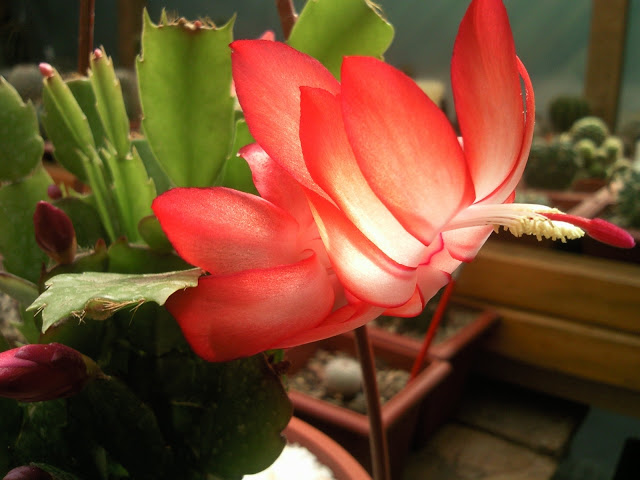 Foto-0001.jpg