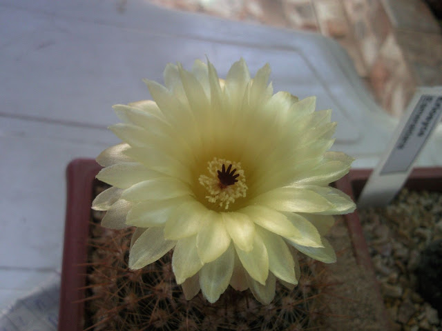 Foto-0002.jpg