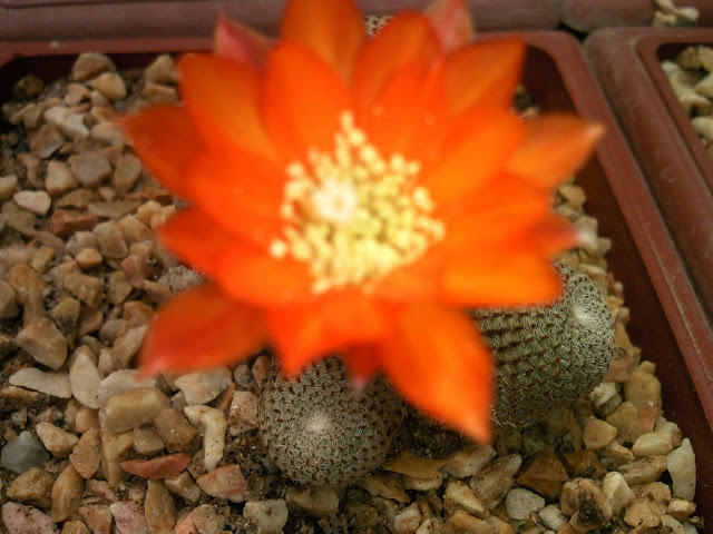 Foto-0002.jpg