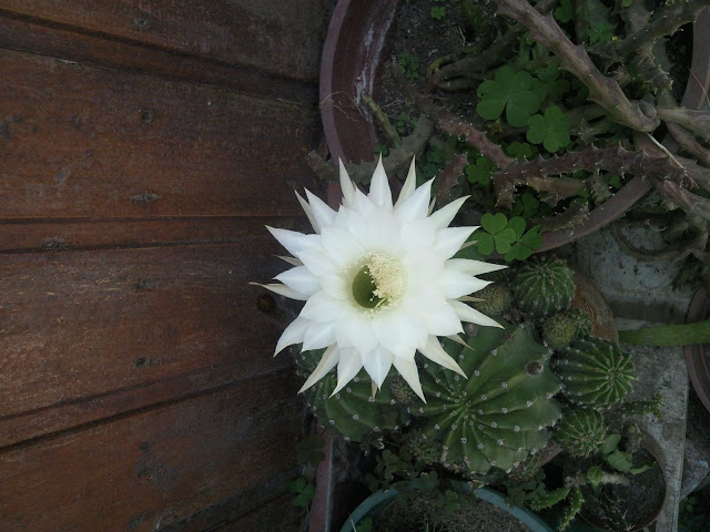 Foto-0002.jpg
