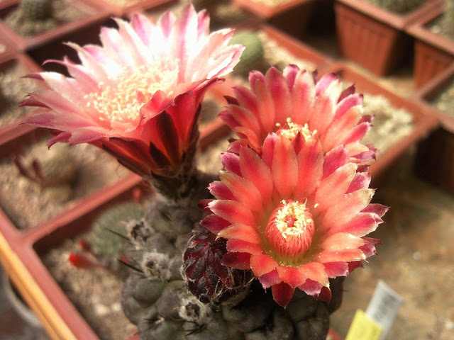 Foto-0002.jpg