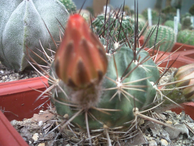 Foto-0002.jpg