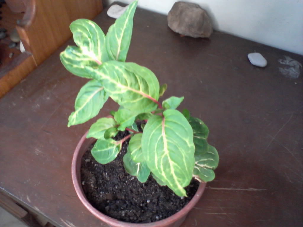 Foto-0002.jpg
