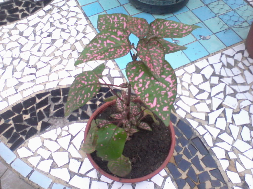 Foto-0003-2.jpg