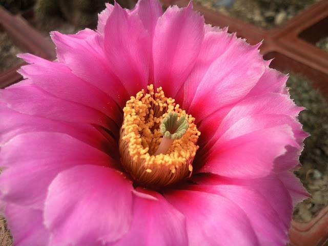Foto-0003.jpg