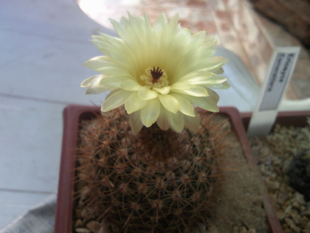 Foto-0003.jpg