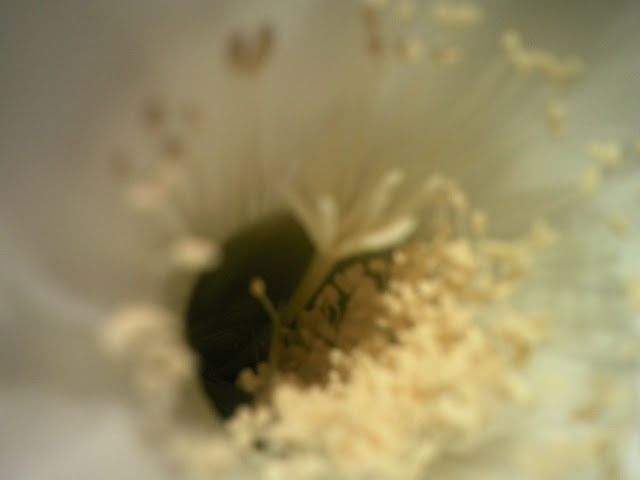 Foto-0003.jpg