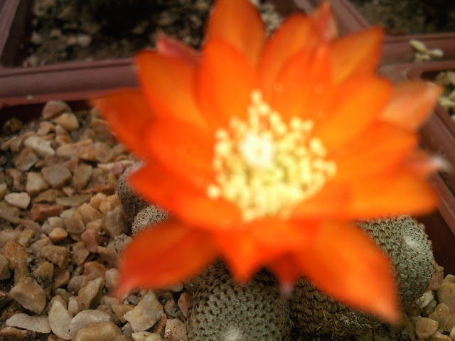 Foto-0003.jpg
