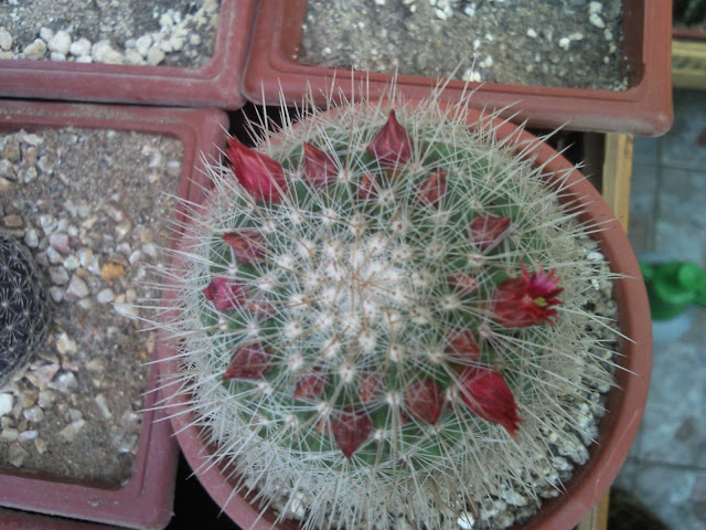 Foto-0003.jpg