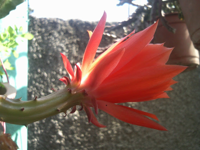 Foto-0004.jpg