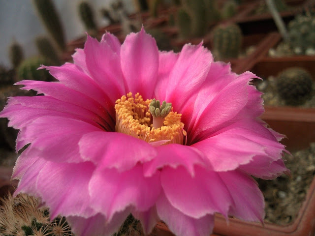 Foto-0004.jpg