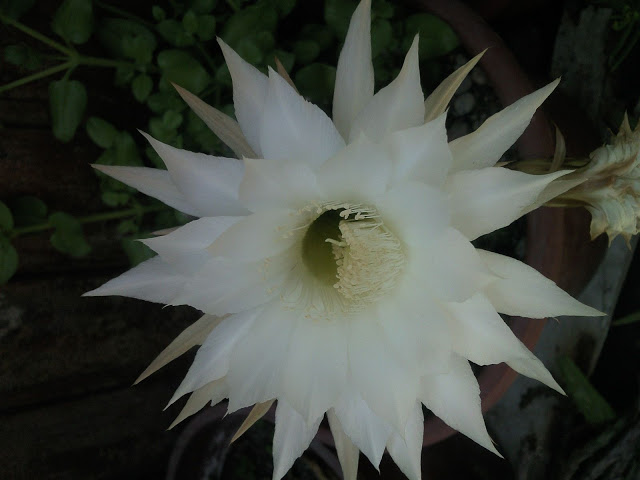 Foto-0004.jpg