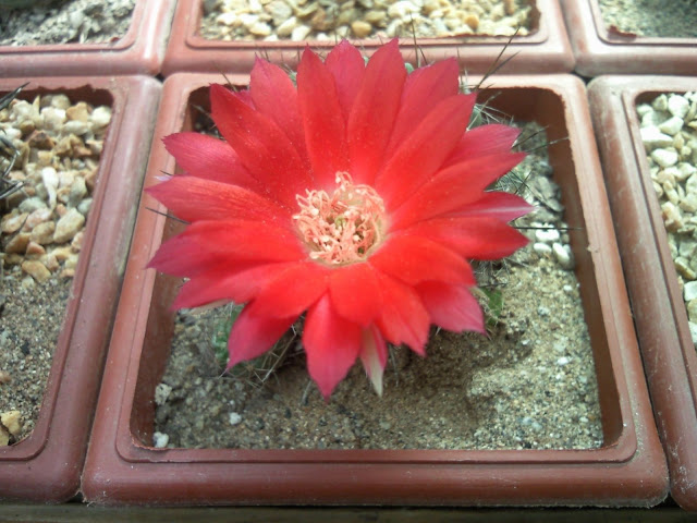 Foto-0004.jpg