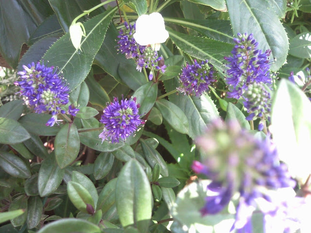 Foto-0004.jpg