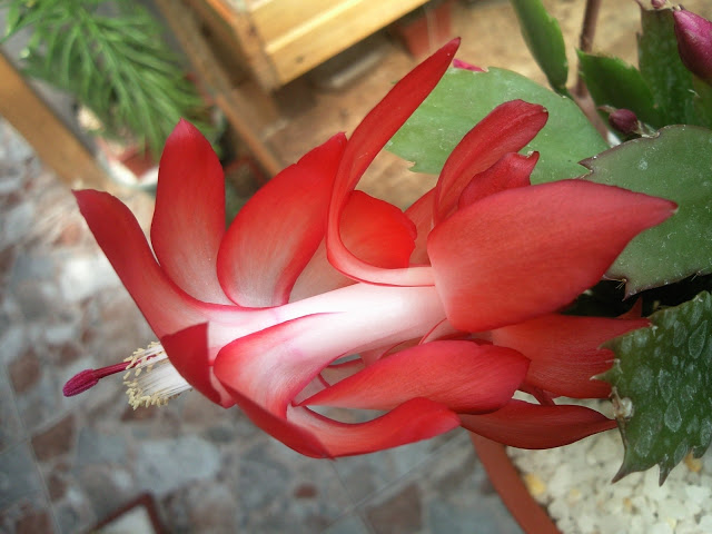 Foto-0004.jpg