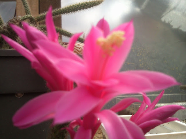 Foto-0005.jpg