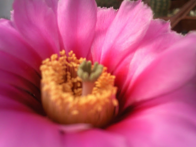 Foto-0005.jpg