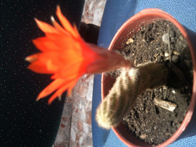 Foto-0005.jpg