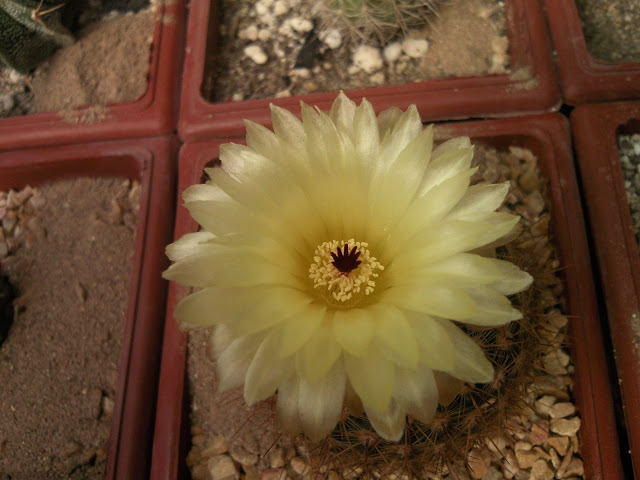 Foto-0005.jpg