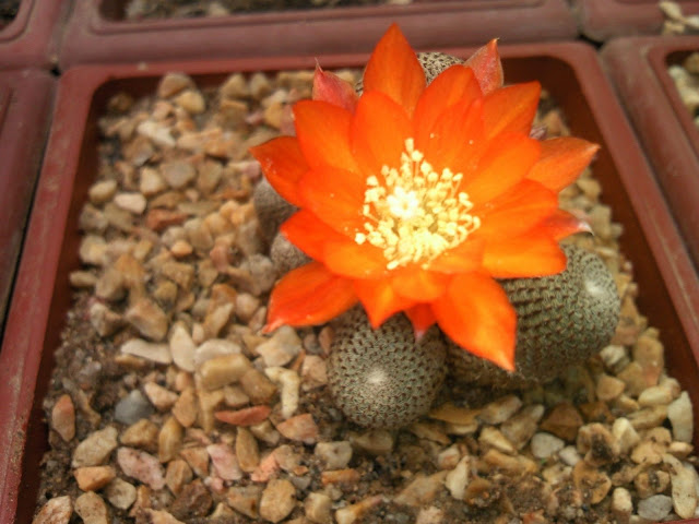 Foto-0005.jpg