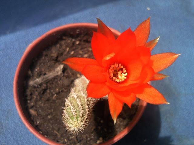 Foto-0006.jpg
