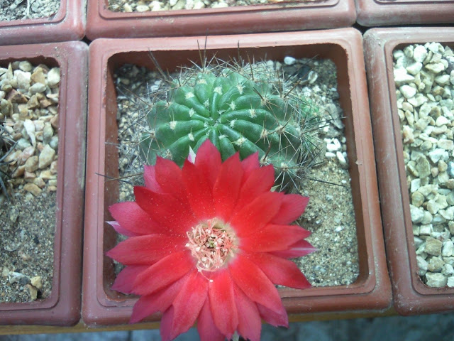 Foto-0006.jpg