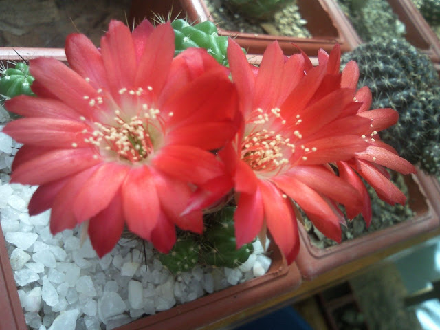 Foto-0006.jpg