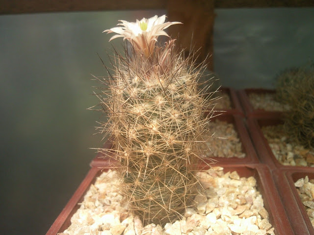 Foto-0007.jpg