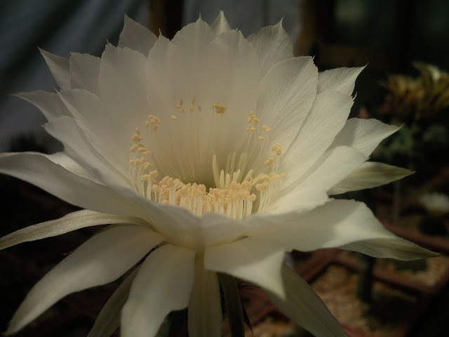 Foto-0007.jpg