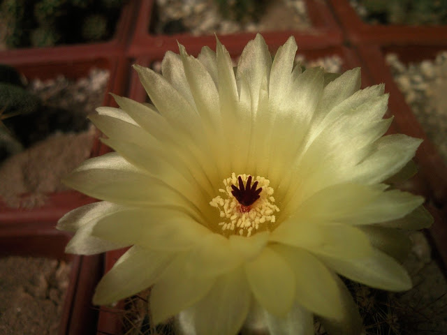 Foto-0008.jpg