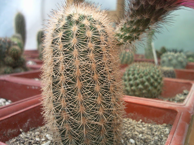 Foto-0009.jpg