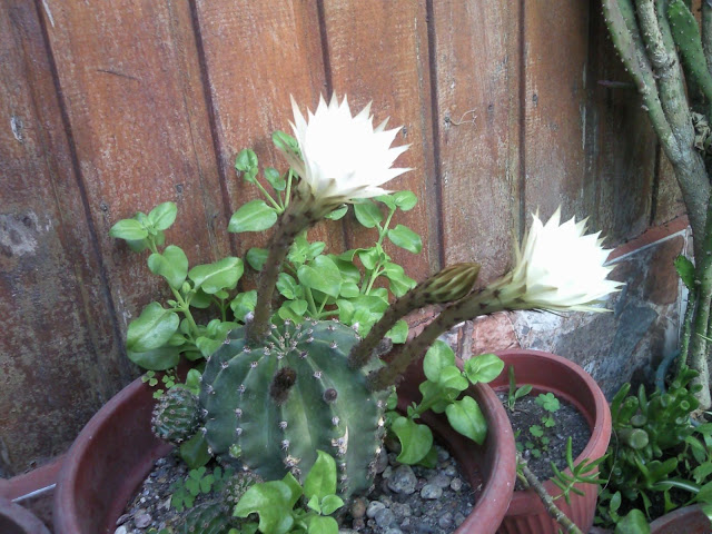 Foto-0009.jpg