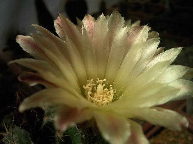 Foto-0009.jpg