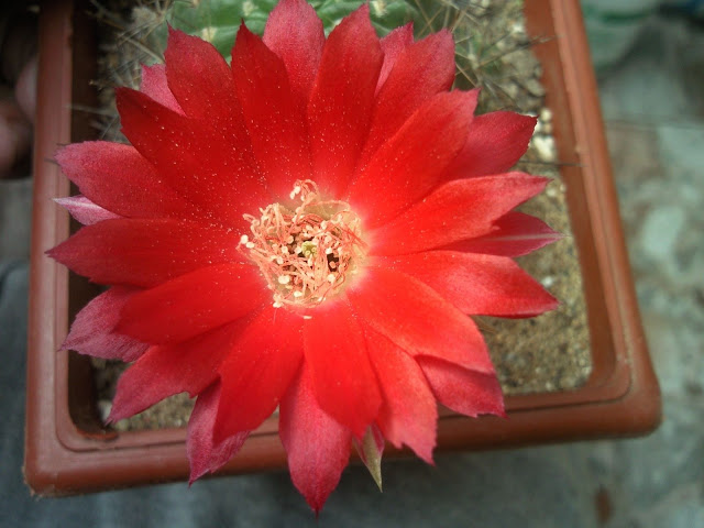Foto-0009.jpg