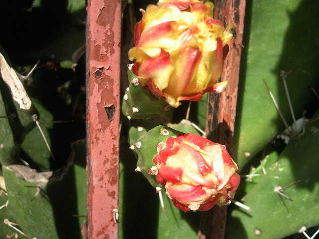 Foto-0009.jpg