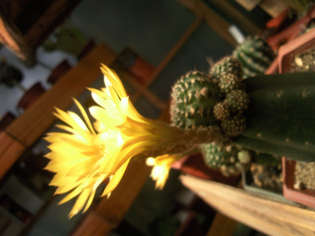 Foto-0009.jpg