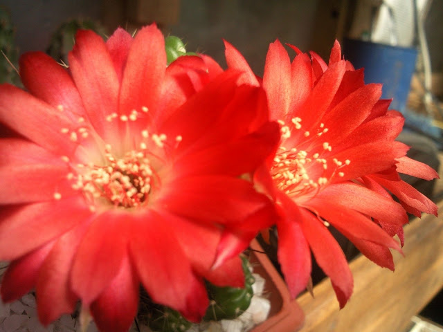 Foto-0009.jpg
