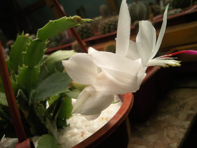 Foto-0009.jpg
