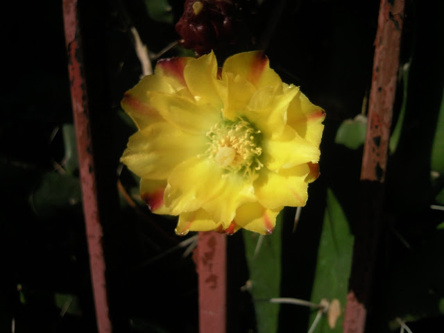Foto-0010.jpg