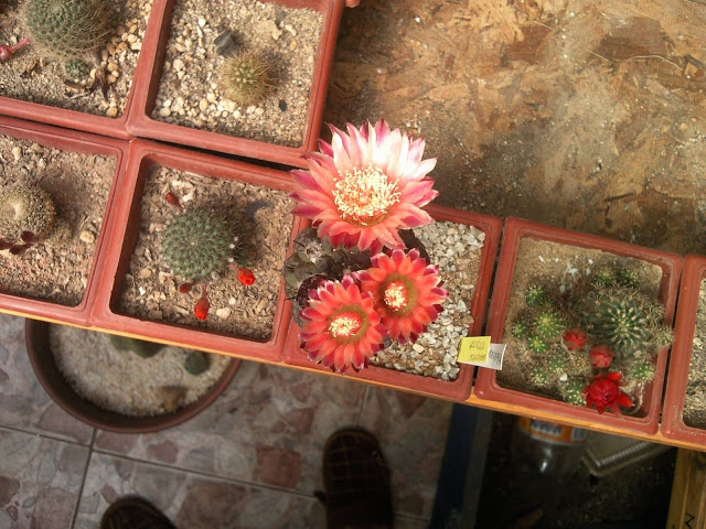 Foto-0010.jpg