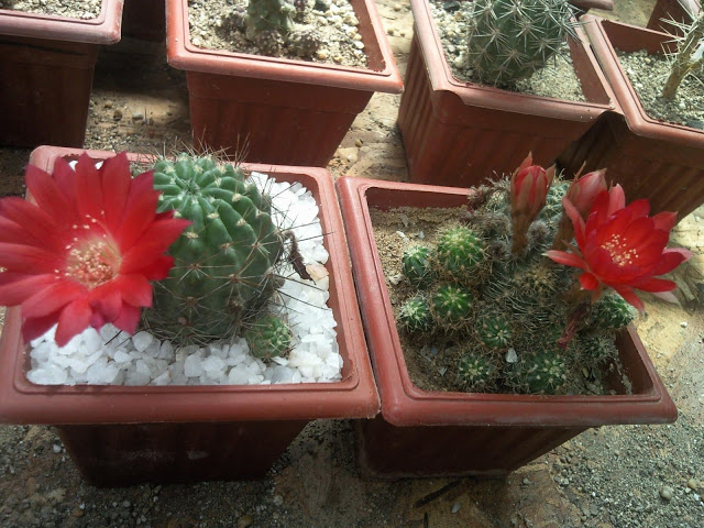 Foto-0011.jpg