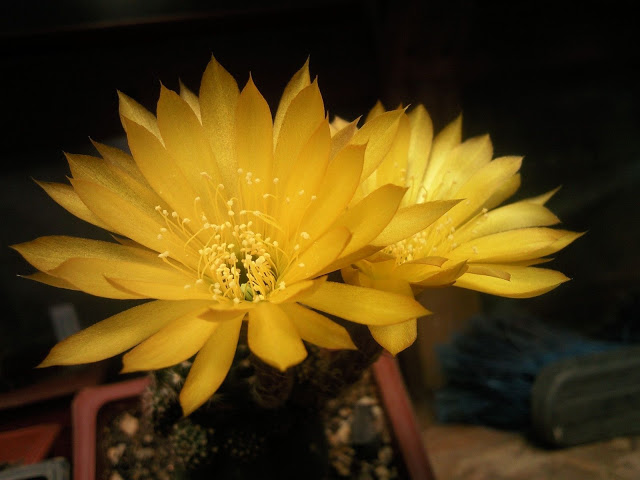 Foto-0011.jpg