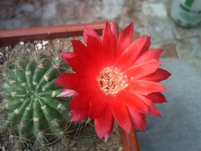 Foto-0012.jpg
