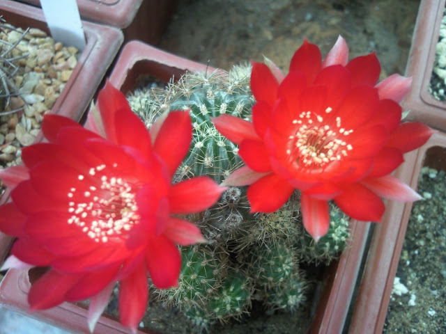 Foto-0012.jpg