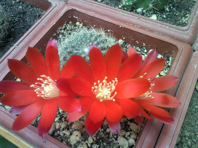 Foto-0013.jpg